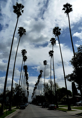 Washingtonia robusta