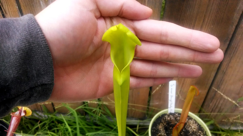 Newly-opened Sarracenia flava pitcher.