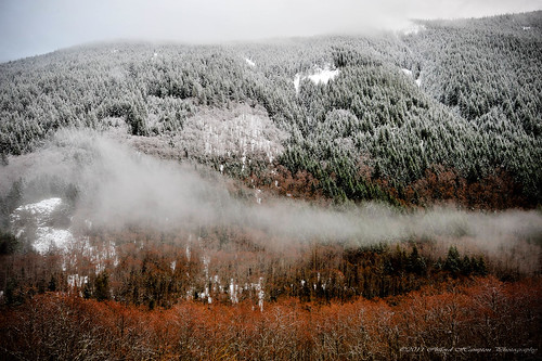 trees snow fog clouds mthood blueribbonwinner nikond3 cliffordhamptonphotography3606906604 nikon1635mmf4gedvr