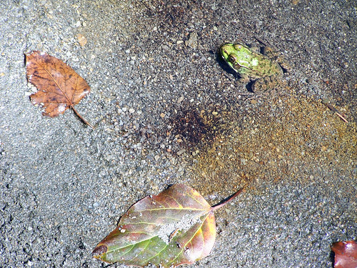 amphibians anura ranaclamitansmelanota amphibiens anoures lithobatesclamitansmelanota grenouillesvertesnordaméricaines northerngreenfrogs