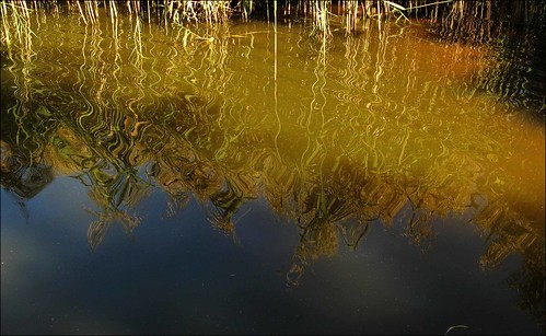 blue sky sunlight reflection water reeds australia victoria boxhill surreypark canona710 surreydrivelake