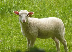 mouton © B Courouble - Photo of Azat-le-Ris