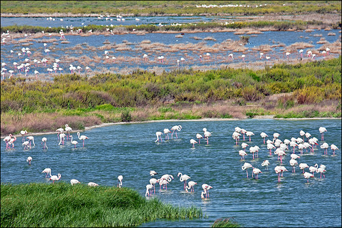 pink lake birds spain wildlife flamingo flamingos lagoon andalucia espana andalusia gi wetland fuentedepiedra 55250mm reservanaturallagunadefuentedepiedra