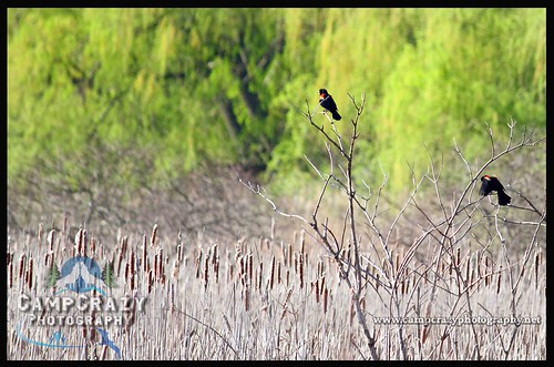 park trees ontario green birds landscape outdoors brush cattails national boardwalk marsh limbs migration pointpelee bullrushes redwingedblackbird willowtrees campcrazyphotography serenalivingston
