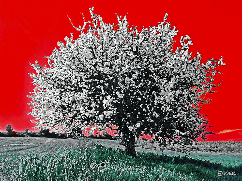 baum tree spring frühling red rot colorful eumoto egger nikon d700 fx fullformat green grün greece peloponnese nature natur attiki oel couleur color colore multicolore farbenfroh knallbunt vielfarbig schrill poppig mehrfarbig grellbunt colored colourful colorfulness colour farbig farbenfreudig ysplix holidaysvacanzeurlaub πελοπόννησοσ philomenia фото imagination flickrbestpics カメラマン австрия φωτογραφοσ европа бернхардэггер rumoto