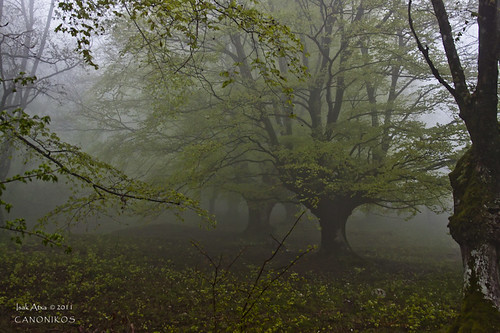 parque trees green nature fog landscape natural bizkaia niebla lainoa urkiola hayedo pagadia