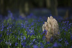 Chantry Wood Bluebells-4