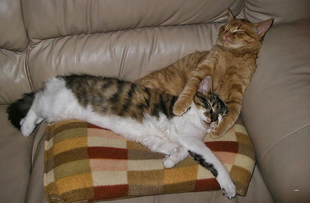 After a long day Venus & Di Milo sleeping Cute Kitty Cat Kitten