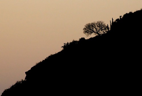 sunset sky tree nature silhouette mexico dusk hill minimal gradient mazatlan