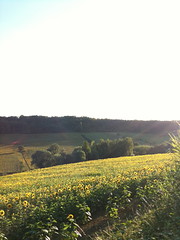 sunflowers 3 - Photo of Belfort-du-Quercy