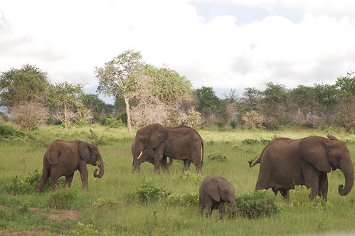 elephant fauna mikuminationalpark kandcvisittanzania southernhighlandstzsafaris