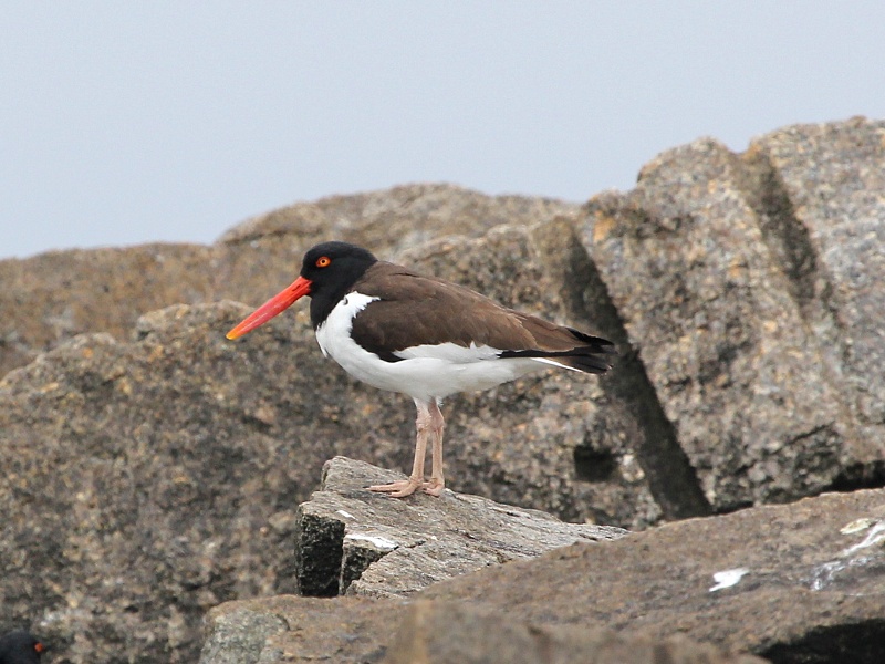 Photograph titled 'American Oystercatcher'