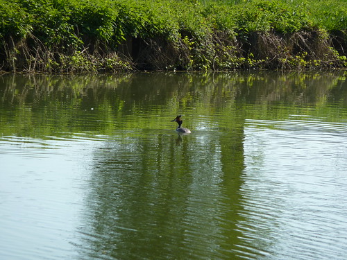 bird geotagged canal oiseau hauteville greatcrestedgrebe aisne grèbehuppé geo:lat=4988011034582678 geo:lon=35350405186156877