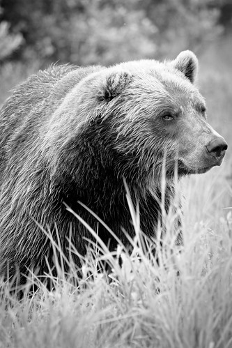 bear animals alaska brownbear ursusarctoshorribilis dcumminsusa dcummins