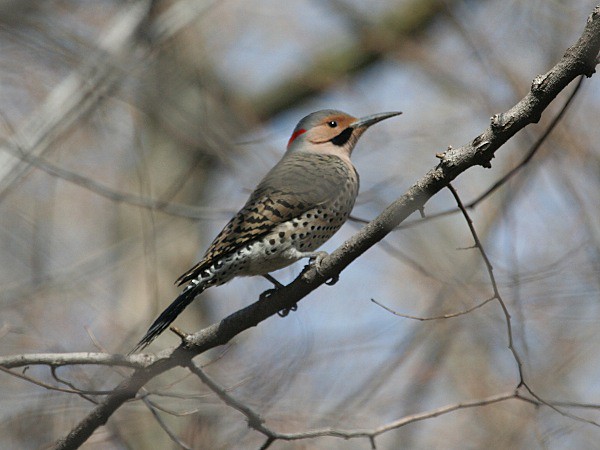 Photograph titled 'Northern Flicker'
