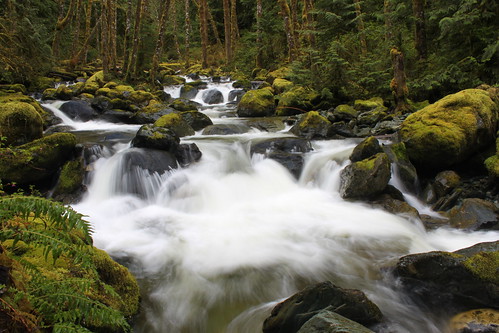 green nature creek outdoors waterfall washington moss scenery hiking skagit marietta otoole