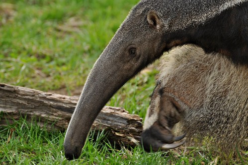 eye grey zoo digging claws snout detroitzoo anteater giantanteater sklender