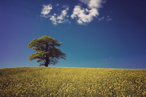 blue summer sky cloud tree green yellow spring nikon rapeseed d40 staford
