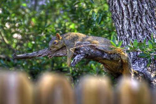nature austin nikon squirrel texas wildlife hdr hdri funnyanimals cuteanimals photomatix flickraward animalshots nikonflickraward nikond7000 sprawledsquirrel mellowsquirrel