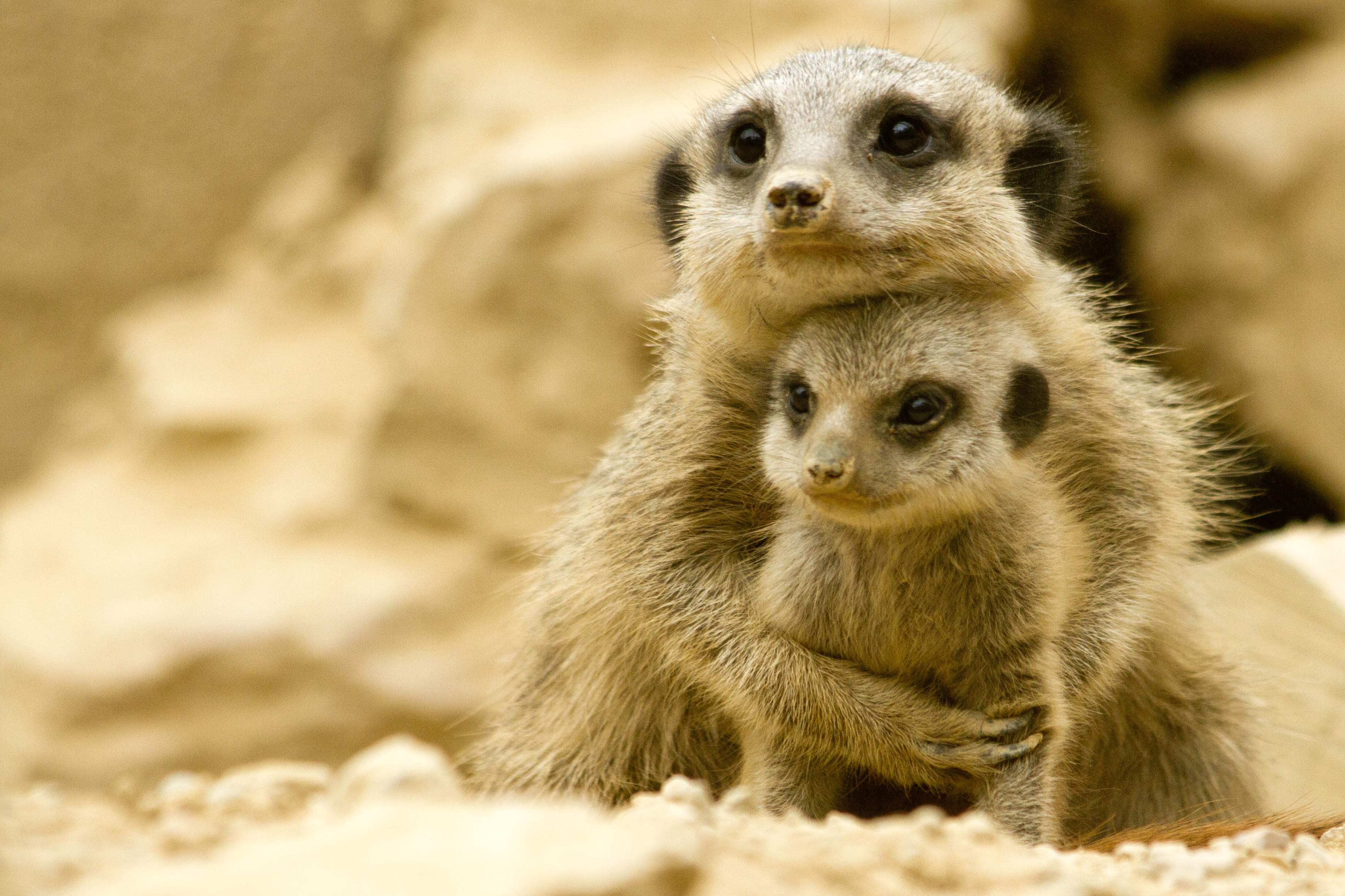 22 Animal Moms That Conquered Us With Their Tenderness