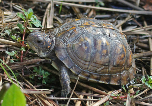 turtle reptile ky tortoise boxturtle terrapene 2011 emydidae easternboxturtle testudines terrapenecarolina