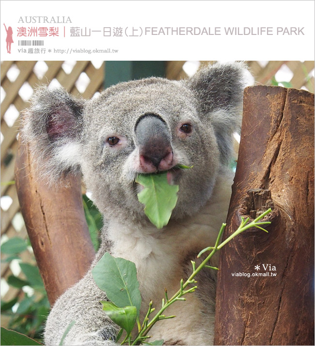 【雪梨自由行】雪梨一日遊DayTour(上)：Featherdale wildlife park超精彩必遊動物園