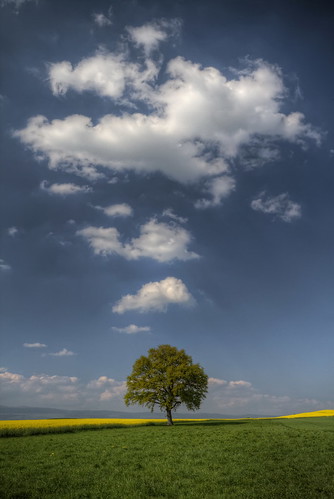 tree nature field canon landscape photography eos schweiz switzerland photo suisse swiss champs meadow sigma wideangle 7d prairie 1020mm paysage campagne arbre hdr colza photomatix philippesaire