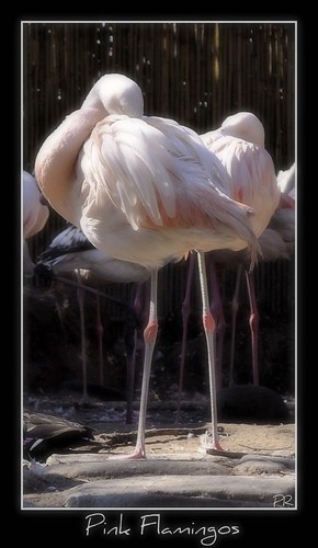 pink 2 two italy slr nature reflex nikon italia flamingo rosa flamingos natura due italie picnik emiliaromagna fenicotteri fenicottero 1855mmf3556 d5000