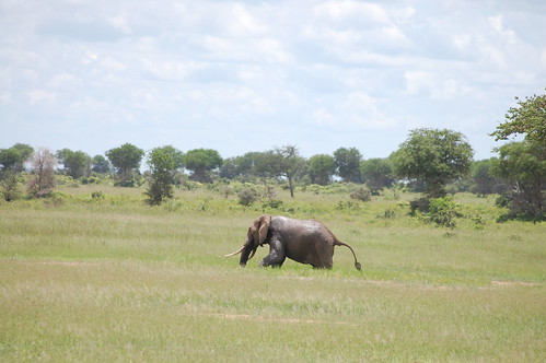 elephant fauna uploadedbyemail mikuminationalpark kandcvisittanzania southernhighlandstzsafaris
