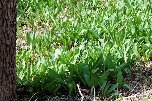 Pay dirt! A hillside of wild leeks by Eve Fox, Garden of Eating blog, copyright 2011