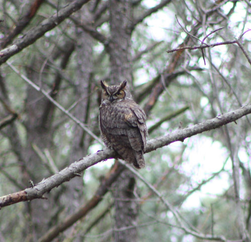 This Great Horned Owl was photographed at False Cape State Park.  First Landing has Great Horned, Barred, and Screech Owls--you will definitely hear them and you might just see one!