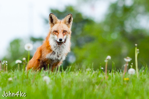 red wild animal nikon wildlife ks fox kansas 28 predator vr 70200mm d5000
