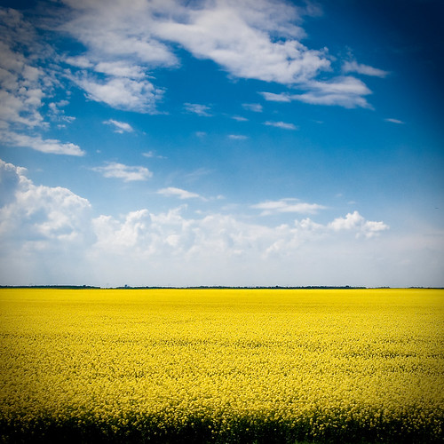 blue sky white green field grass yellow colorful vojvodina