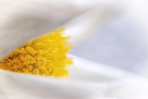 white flower macro soft extensiontubes 50mmf2 nikond60 cactusv4
