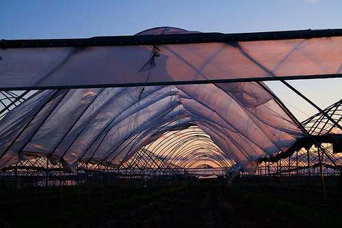 sunset farm sonomacounty fav agriculture ©sarasilverphotography