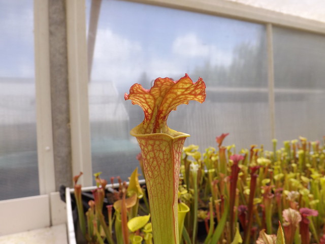 Les sarracenia hybride seedling  14047120752_2e1c205334_z