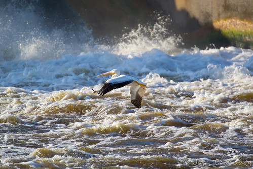 bird nikon pelican redriver tamron70300 d3100