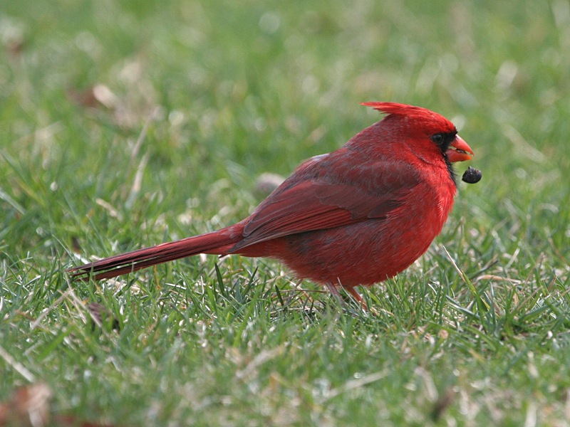Photograph titled 'Northern Cardinal'