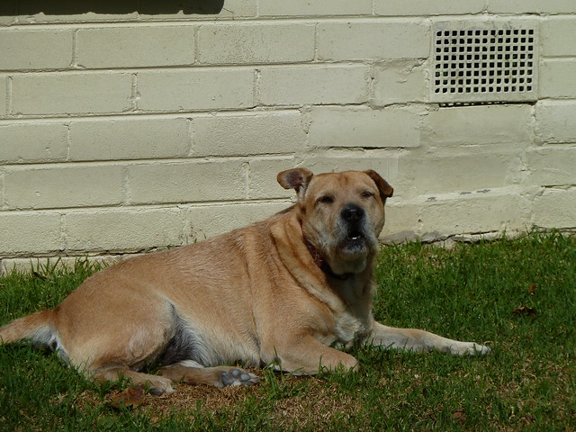 old dog resting