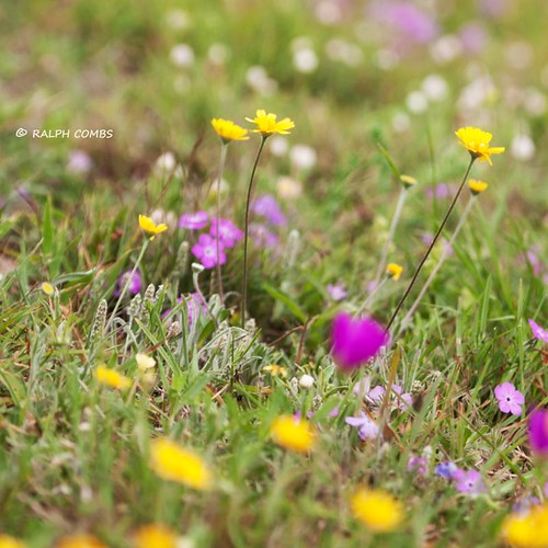 pink yellow square spring texas purple wildflowers southtexas canon50d kenedyranch texasspringwildflower