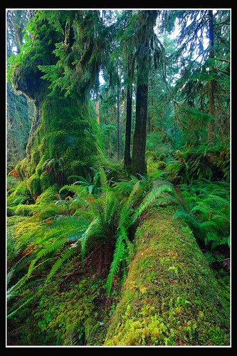 fern tree green nature rain forest washington moss log rainforest quinault primevalforestgroups
