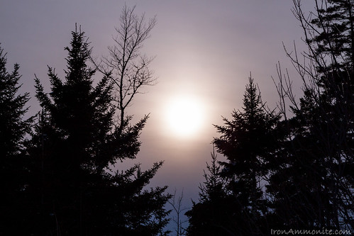 winter sunset cold conifer