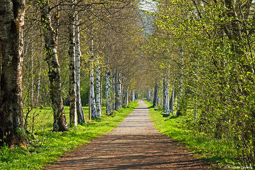 green way path naturereserve birch grün avenue weg birke allee pfad naturschutzgebiet allgäu isny birkenallee dorenawm bodenmöser