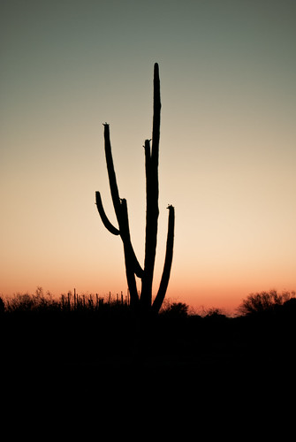sunset nature atardecer desert sahuaro espinas flickrfriday franciscoespinoza pacoespinoza pacoespinozacom
