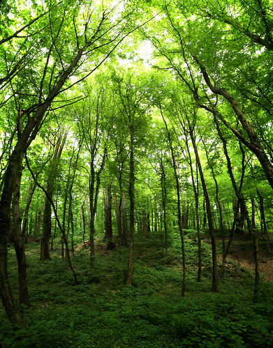 panorama green leaves forest spring woods croatia zagreb maksimir tumblr vertorama pinterest