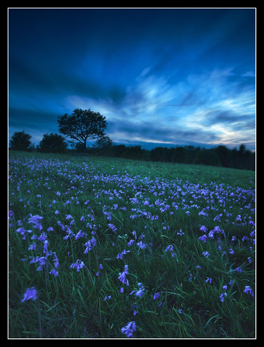 longexposure sunset tree bluebells clouds geotagged herefordshire common zuiko topaz bromyard bringstycommon bringsty 1260mm olympuse30 bigstopper geo:lat=52191300160534084 geo:lon=24447208053637723
