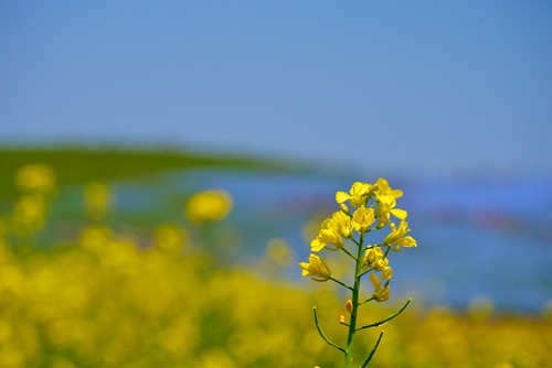 blue sky flower yellow dof rapeseed nemophila fantasticflower