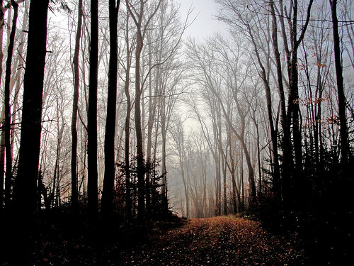 autumn mist fog woods