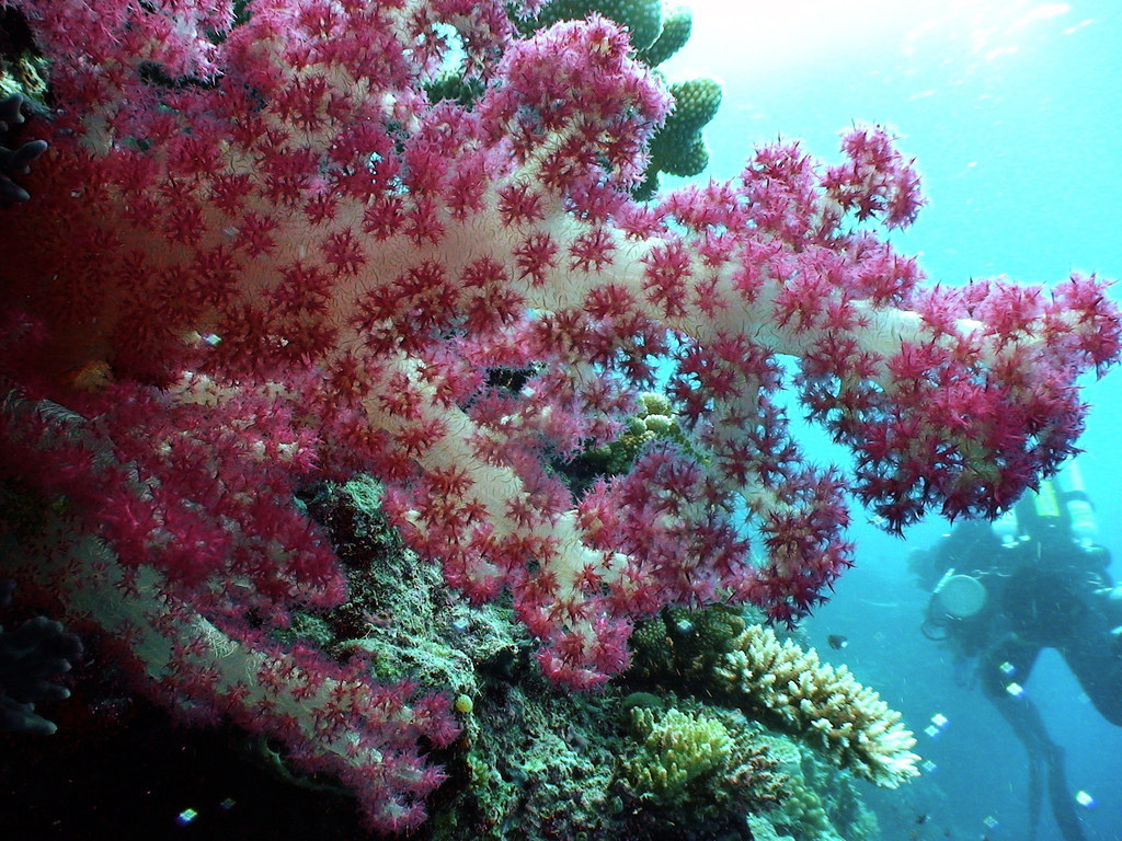 NOAA Ocean Explorer: Pacific Deep Reefs 2011 Exploration: Mission Summary