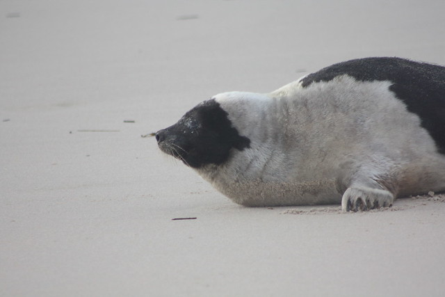 The harp seal is resting a bit before it heads out into the open water at False Cape State Park in Virginia